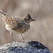 Eurasian Skylark  "Alauda arvensis"